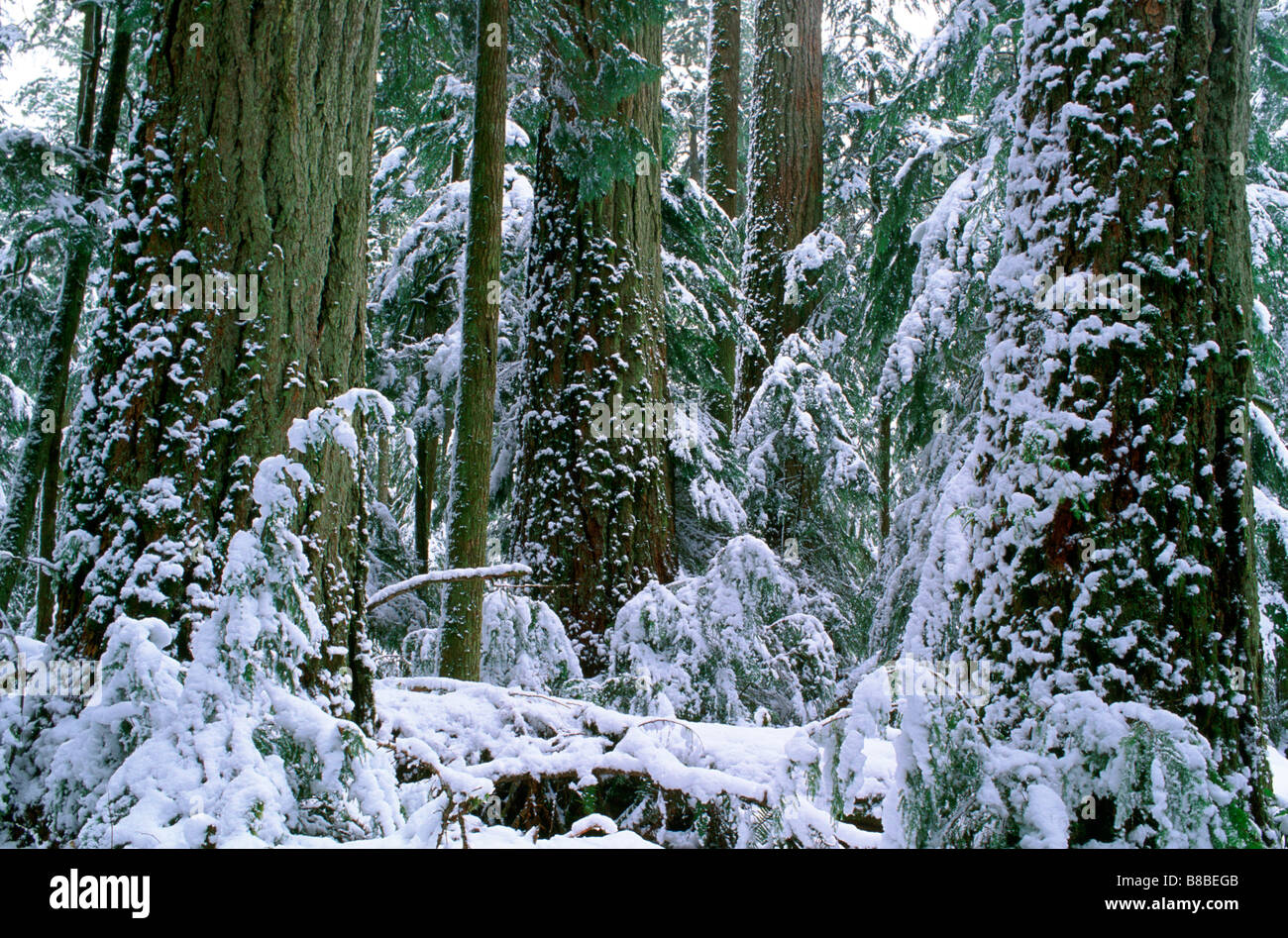 Winter, Cathedral Grove, British Columbia Stock Photo