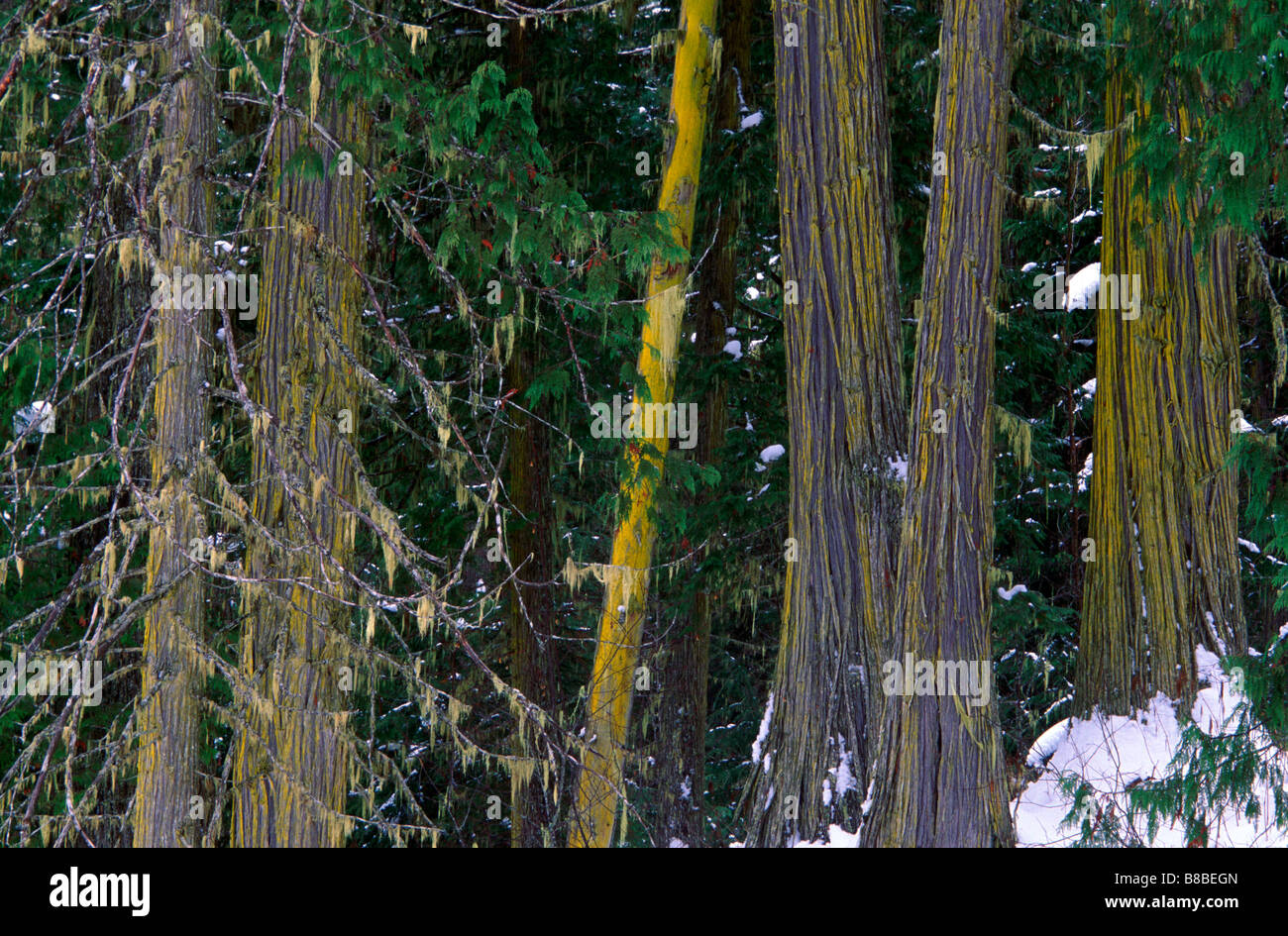 Yellow Lichen Cedar Trees, British Columbia Stock Photo