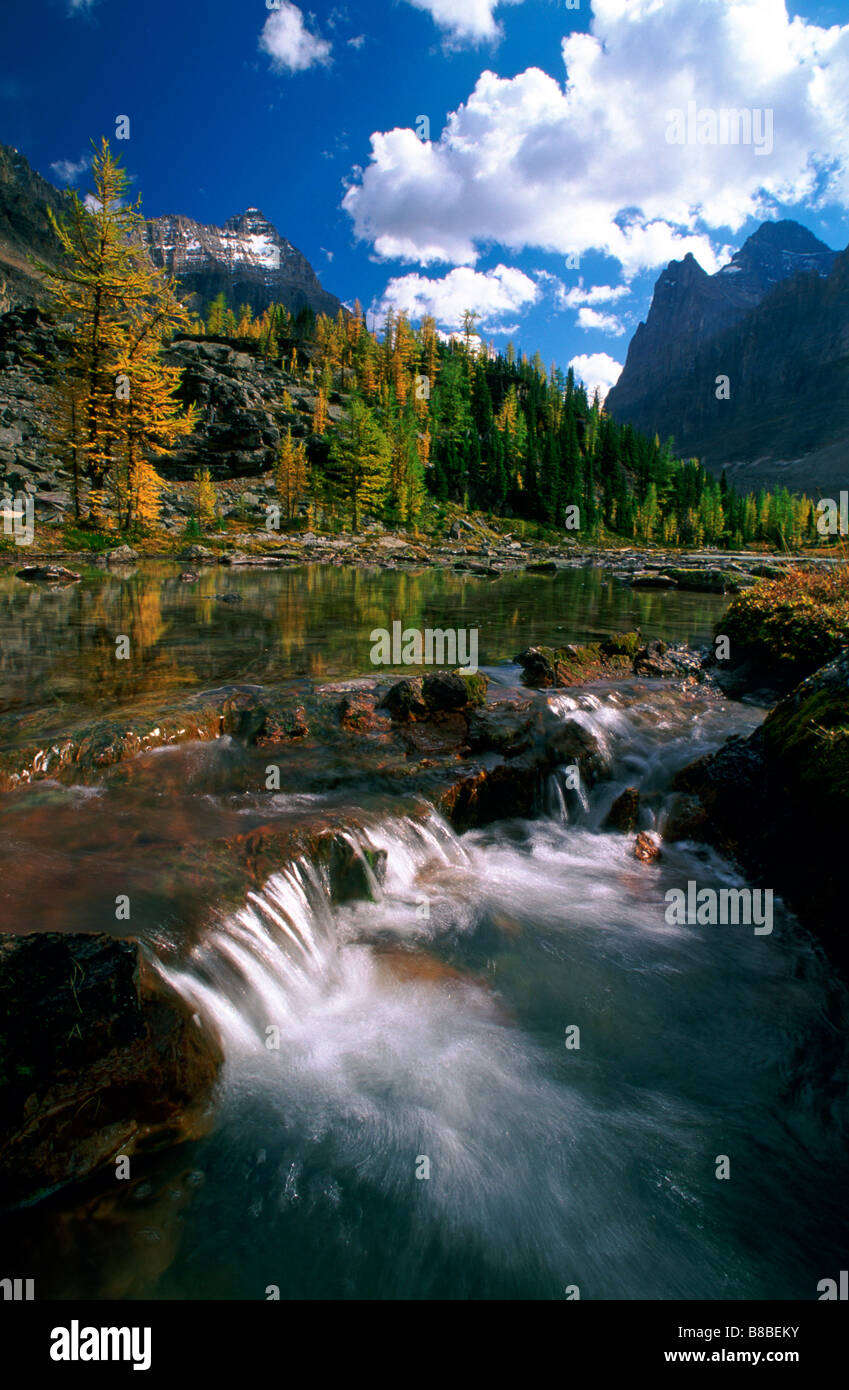 Larches  Stream, Opabin Plateau, Yoho National Park, British Columbia Stock Photo