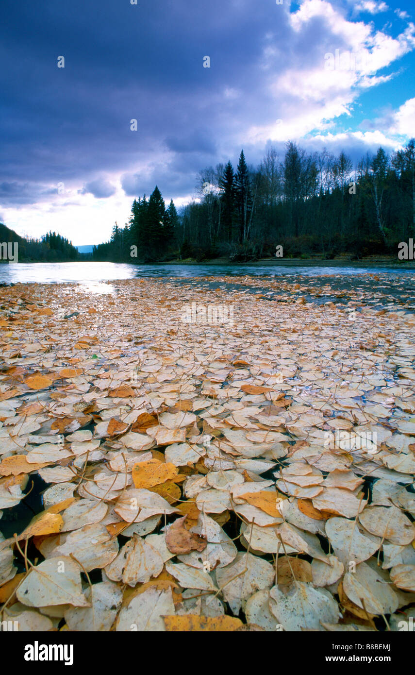 Cottonwood Leaves Peace River, British Columbia Stock Photo