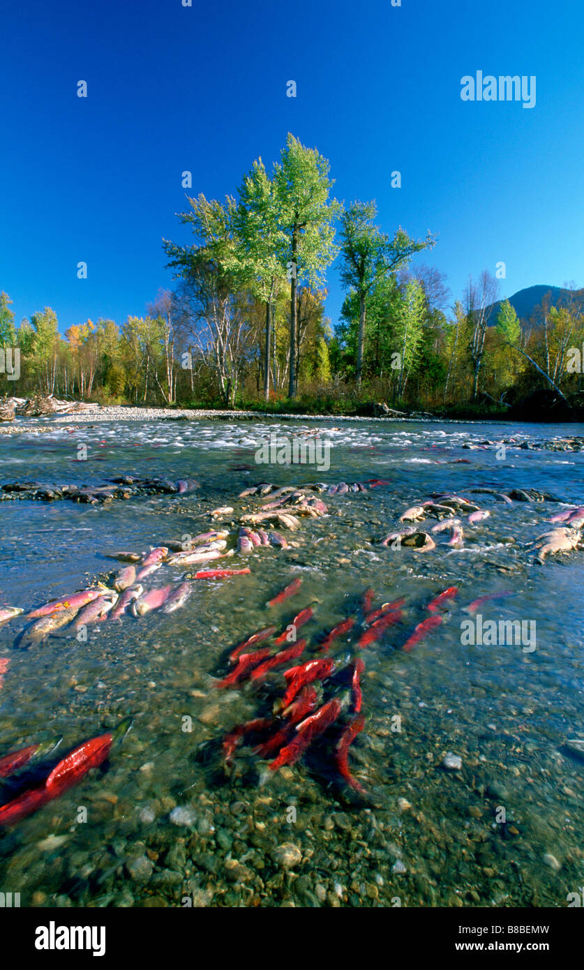 Spawning Sockeye Salmon, Adams River, British Columbia Stock Photo
