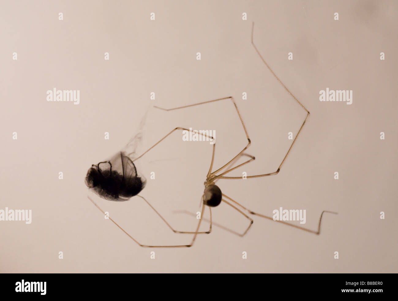 spider wrapping prey fly Stock Photo Alamy