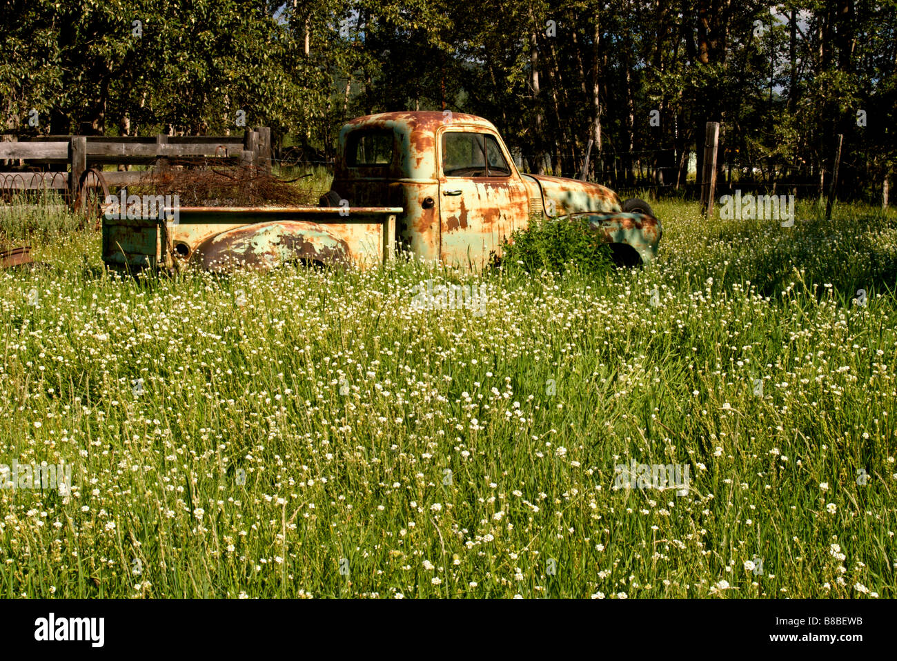 1952 Chevrolet Pickup Truck Tall Grass, Darfield, British Columbia Stock Photo
