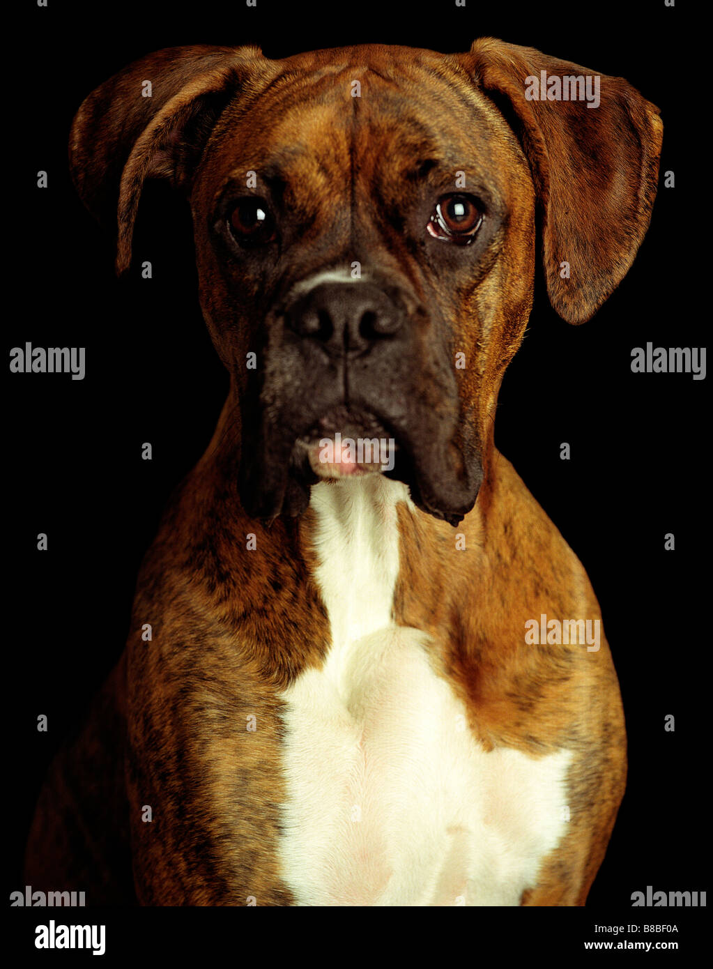 Boxer dog sitting hi-res stock photography and images - Page 20 - Alamy