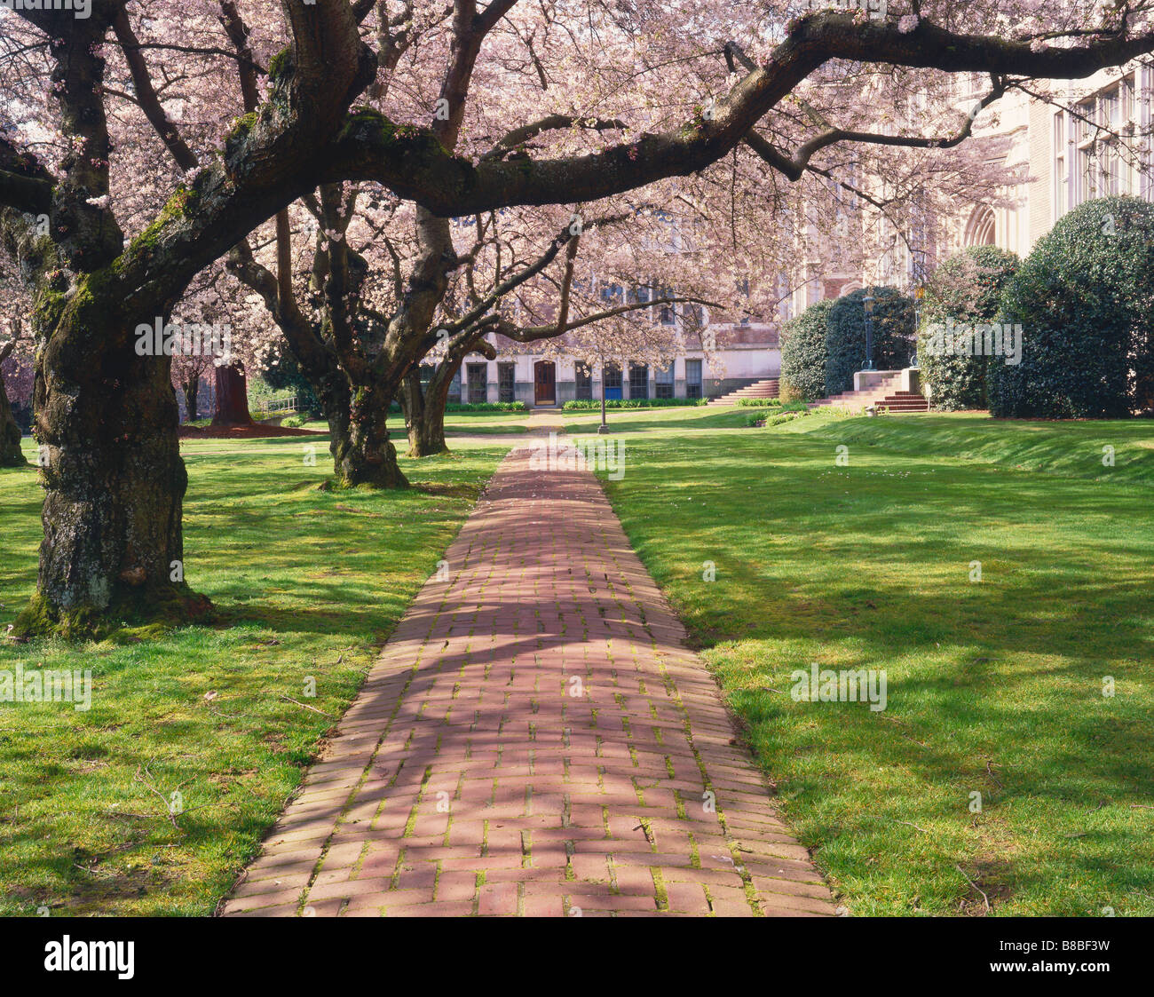 WASHINGTON Cherry trees in bloom at the University of Washington