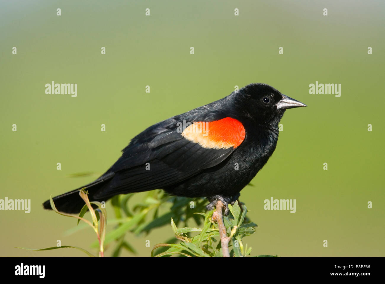 Red-winged Blackbird perched on nesting territory, watching carefully for other intruding males Stock Photo