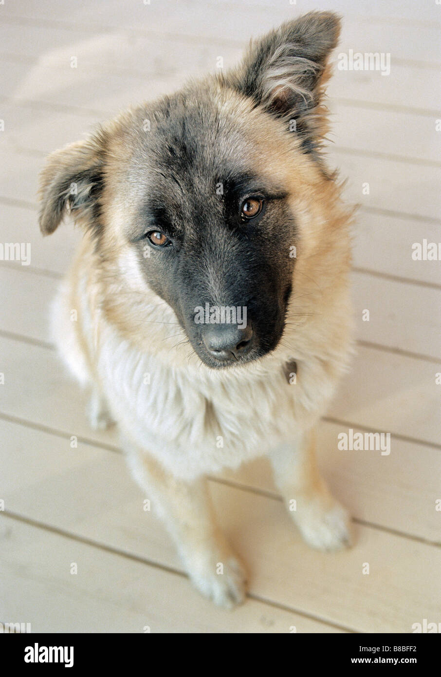 german shepherd great pyrenees mix german shepherd great pyrenees mix