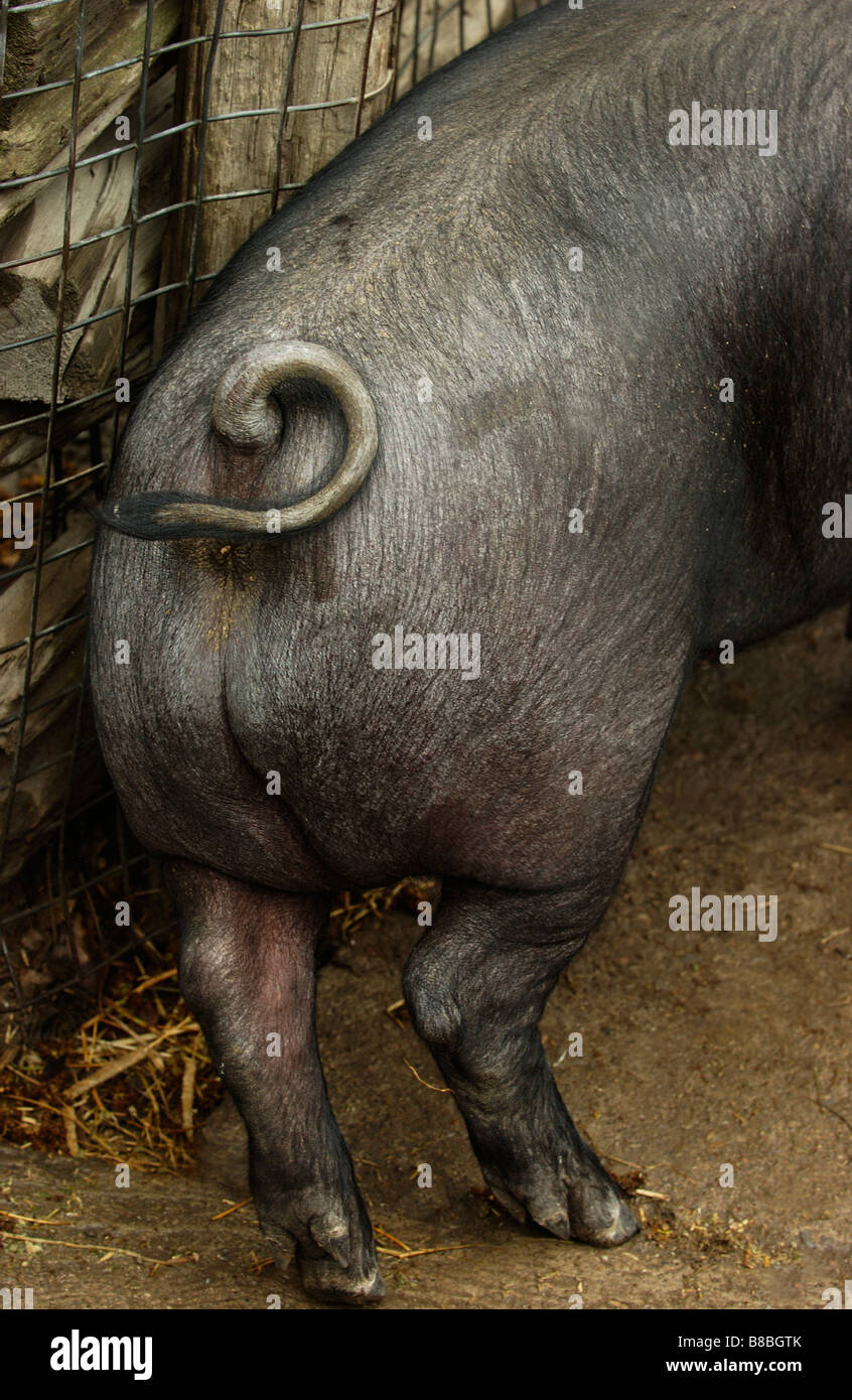 FV5512, Brian Summers; Pig's Behind Stock Photo