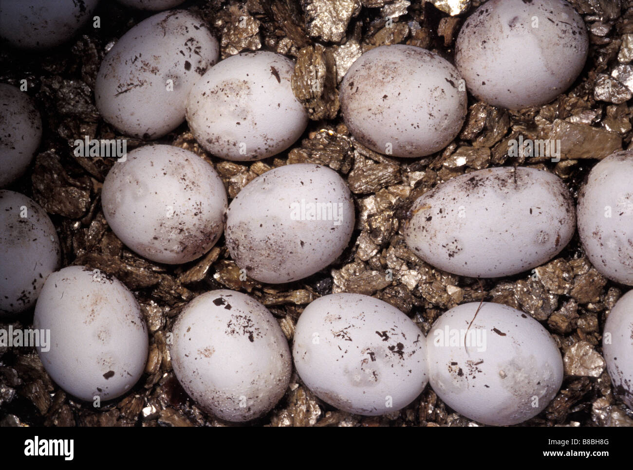 Eggs of Corn Snake Elaphe guttata, Colubridae, Usa Stock Photo Alamy
