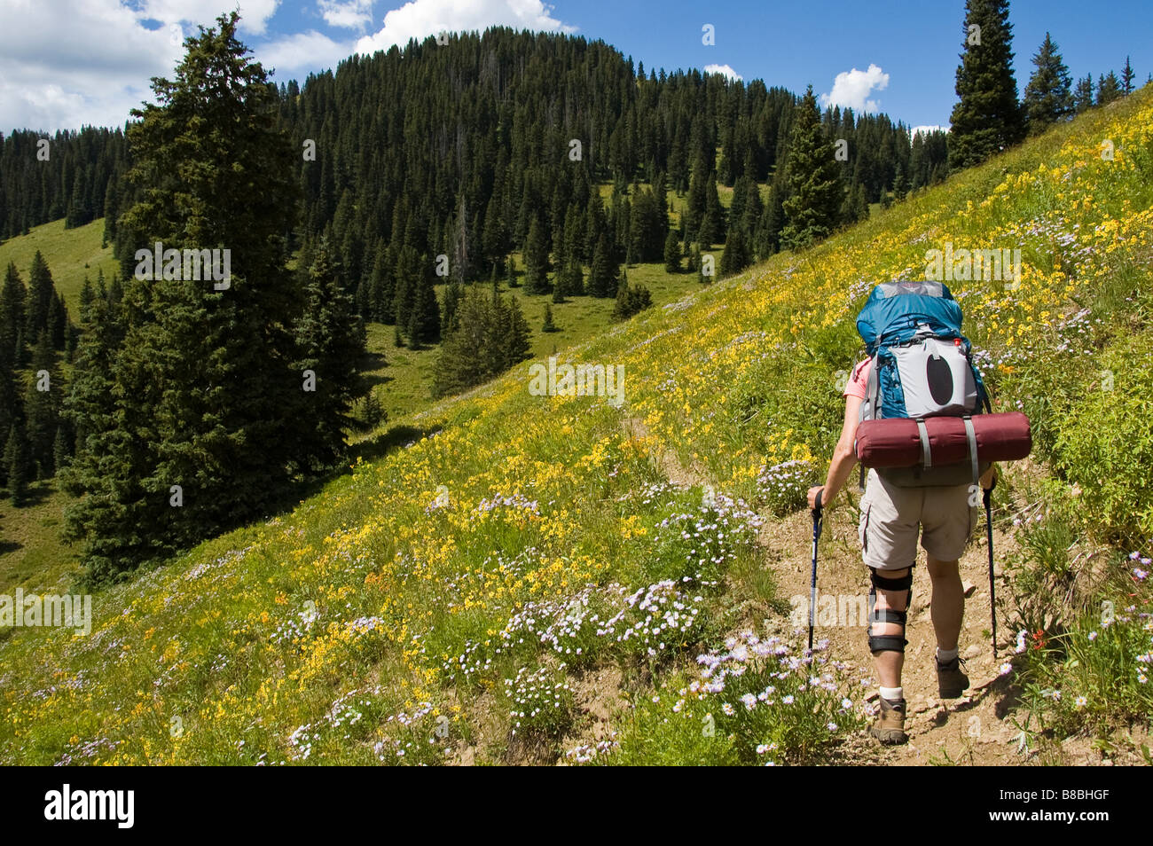 Woman hikes through flower-covered hillside, Sun Park Trail, West Elk Wilderness Area, Gunnison National Forest, Colorado. Stock Photo