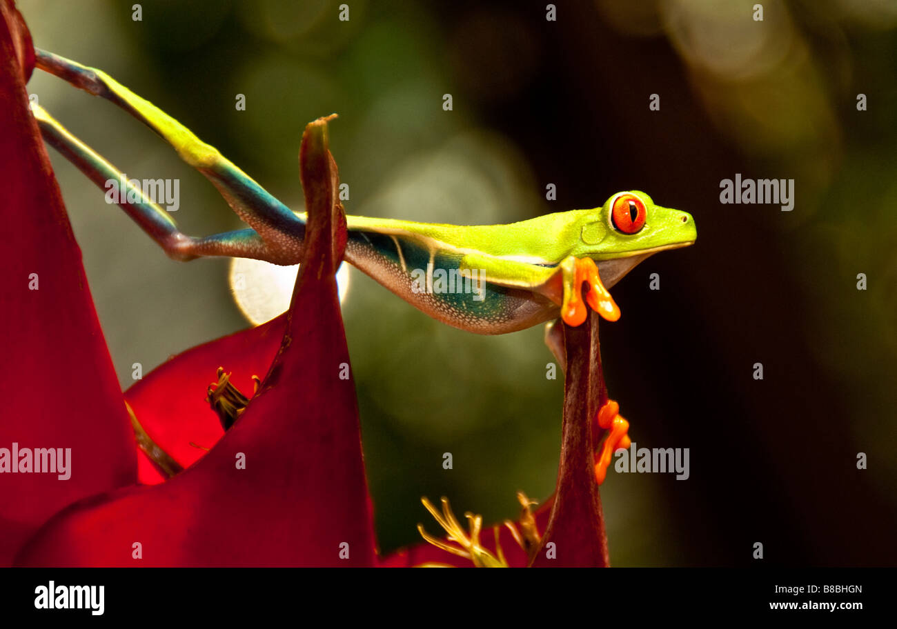 Red-eyed tree frog in Costa Rica Stock Photo