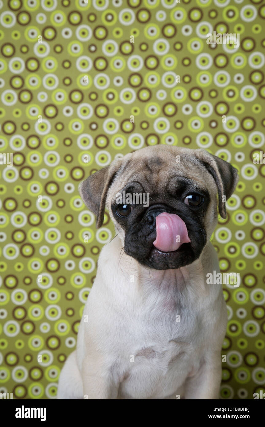 pug licking nose