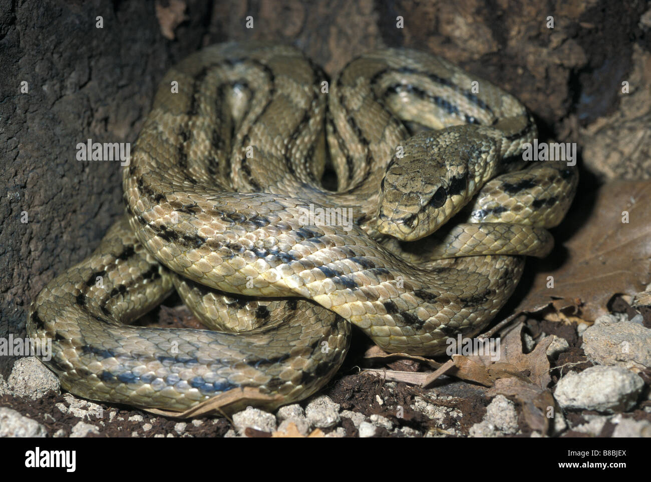 Four lined Snake, Elaphe quatuorlineata, cervone, Colubridae, Italy Stock Photo