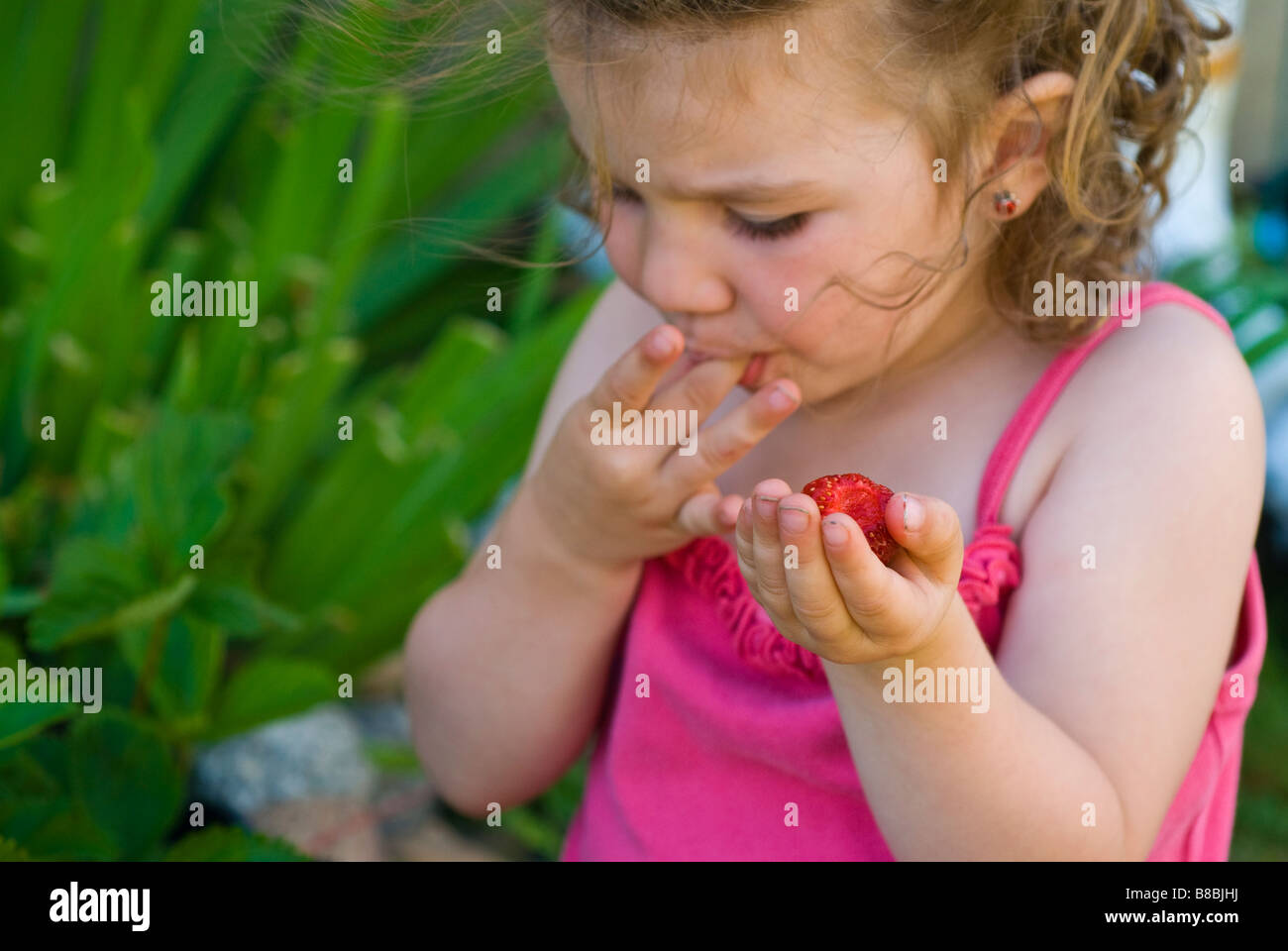 Little Girl Picking Strawberries Summer Stock Photo - Alamy