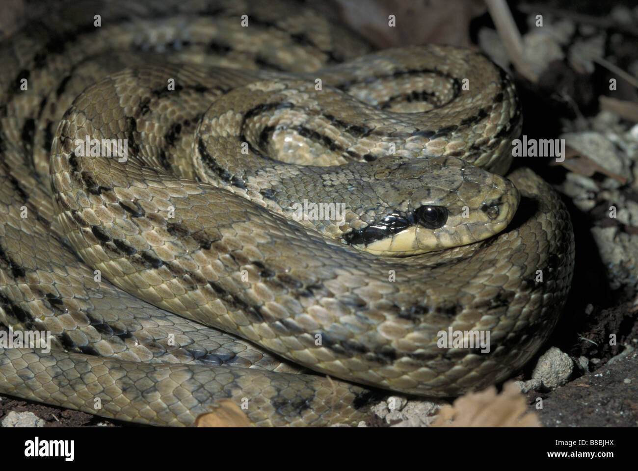 Four lined Snake, Elaphe quatuorlineata, cervone, Colubridae, Italy Stock Photo