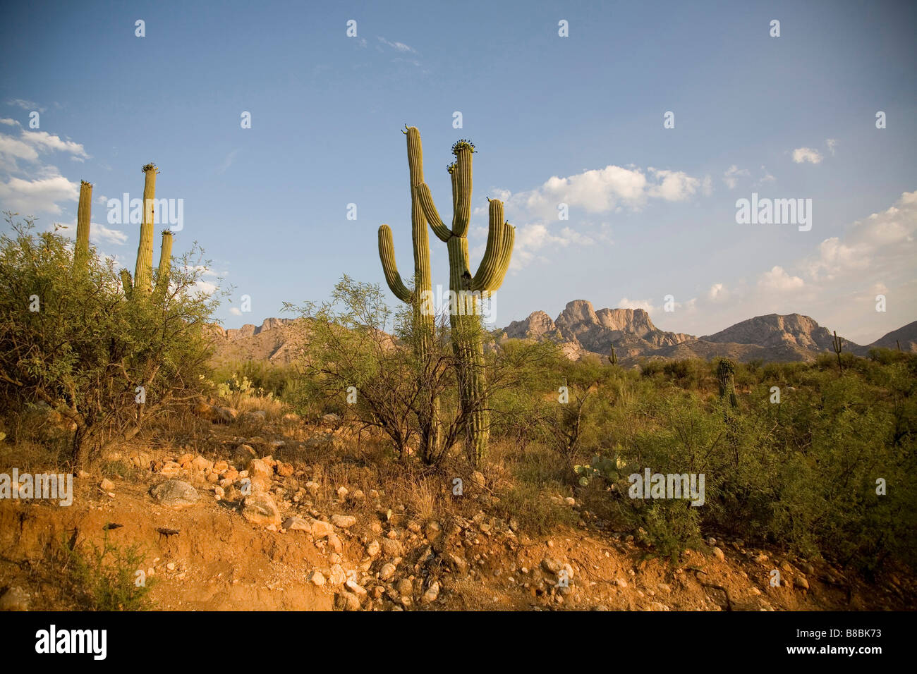Landscape photo of Catalina State park at sunset in Tucson Arizona