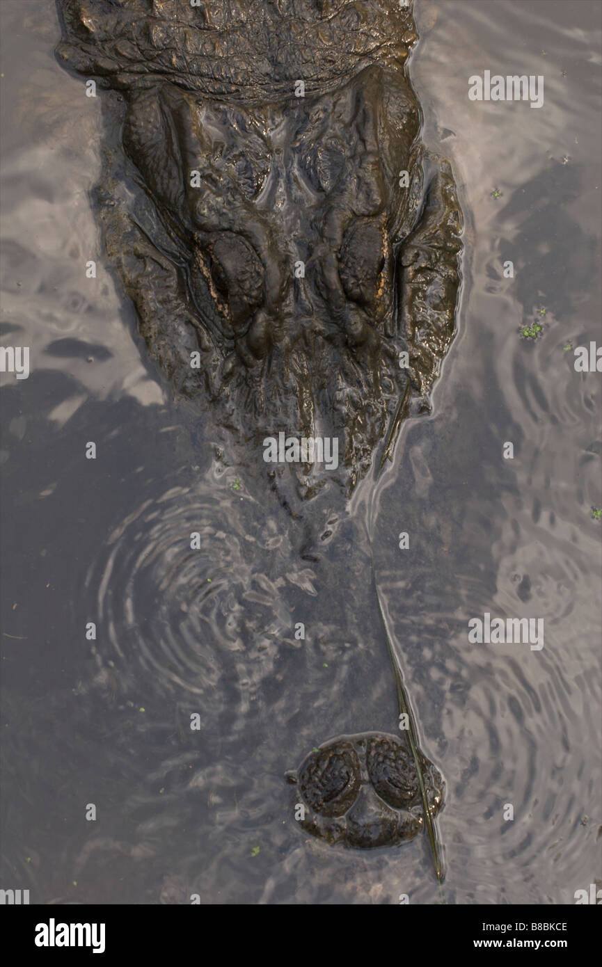 alligator in water Stock Photo - Alamy