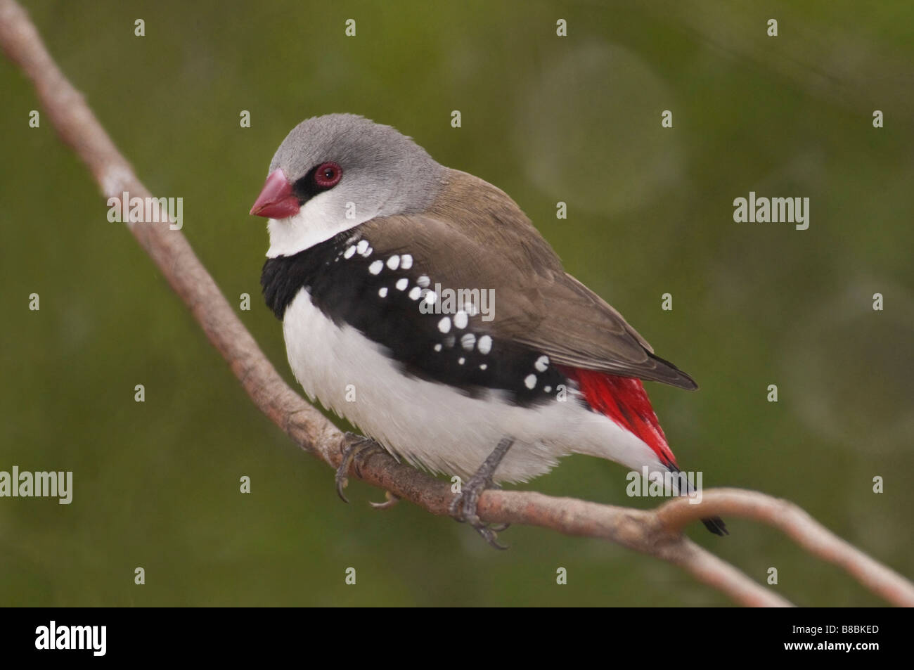 The Diamond Firetail male 'Stagonopleura guttata' Stock Photo - Alamy