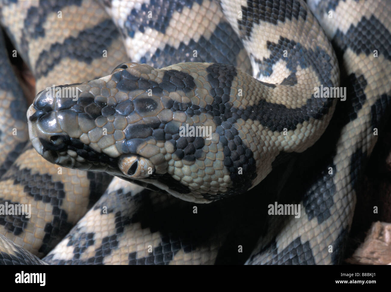 Carpet python morelia variegata hi-res stock photography and images - Alamy