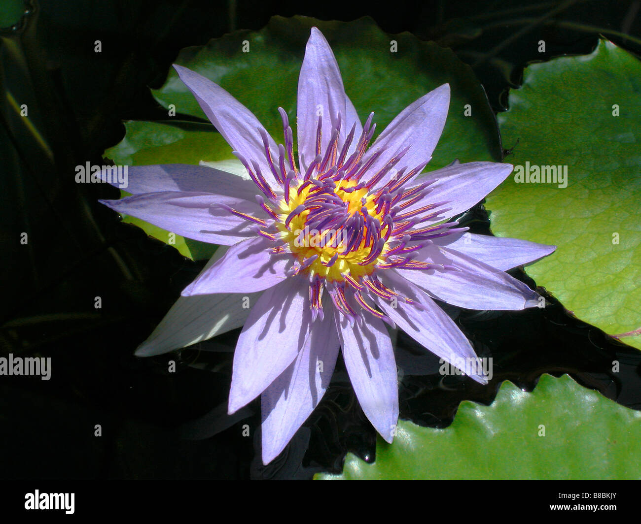 Egyptian lily hi-res stock photography and images - Alamy