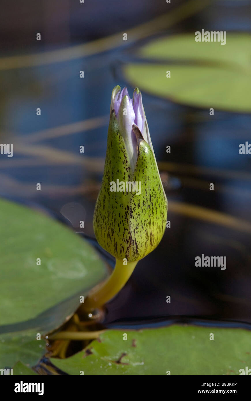Blue egyptian water lily hi-res stock photography and images - Alamy