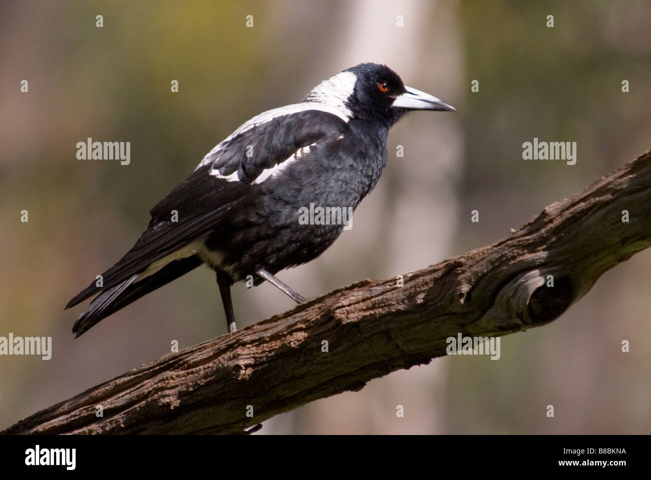 The Australian Magpie 'Gymnorhina tibicen' Stock Photo