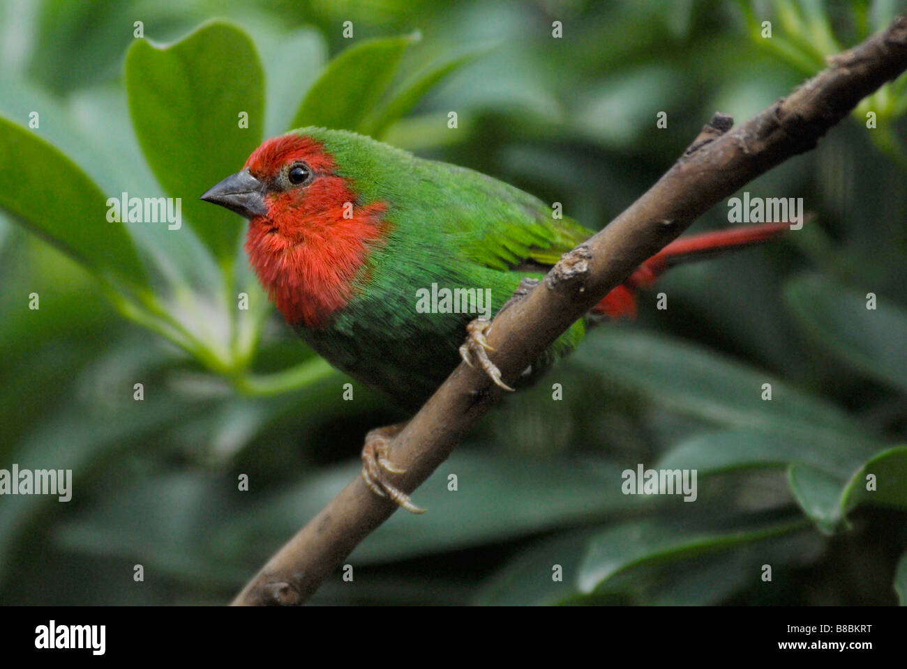 Red-brested Parrot-finch 'Erythrura psittacea' Stock Photo