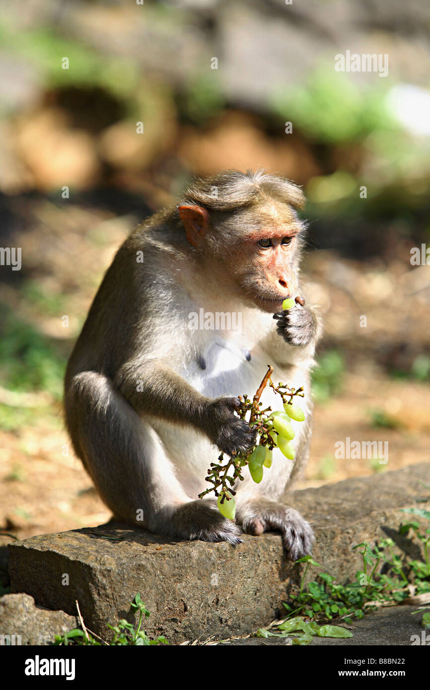 Bonnet Macaque (Macaca radiata) eating grapes at Periyar National Park, Thekady, Kerala, India. Stock Photo