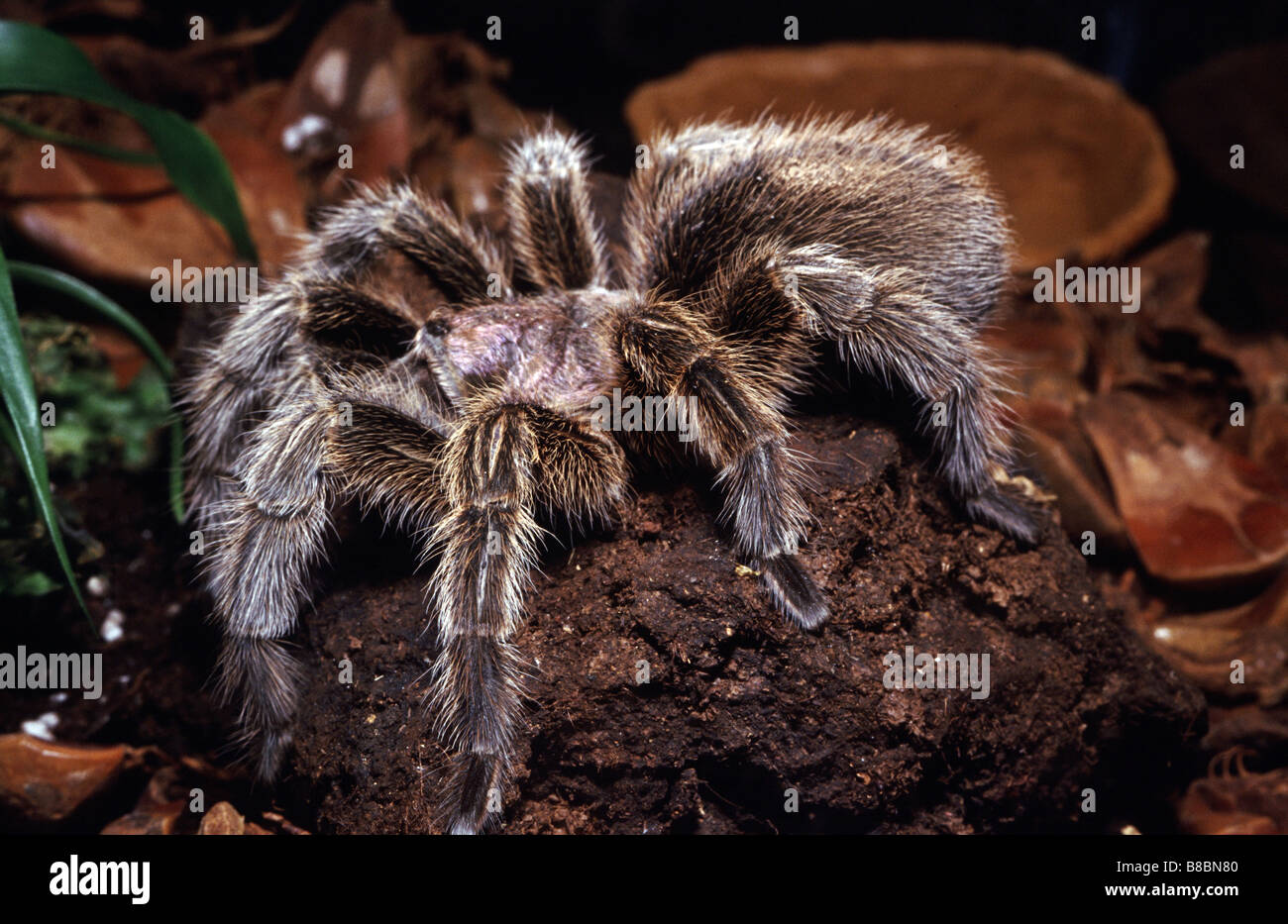 Grammostola rosea, Chilean rose tarantula Stock Photo