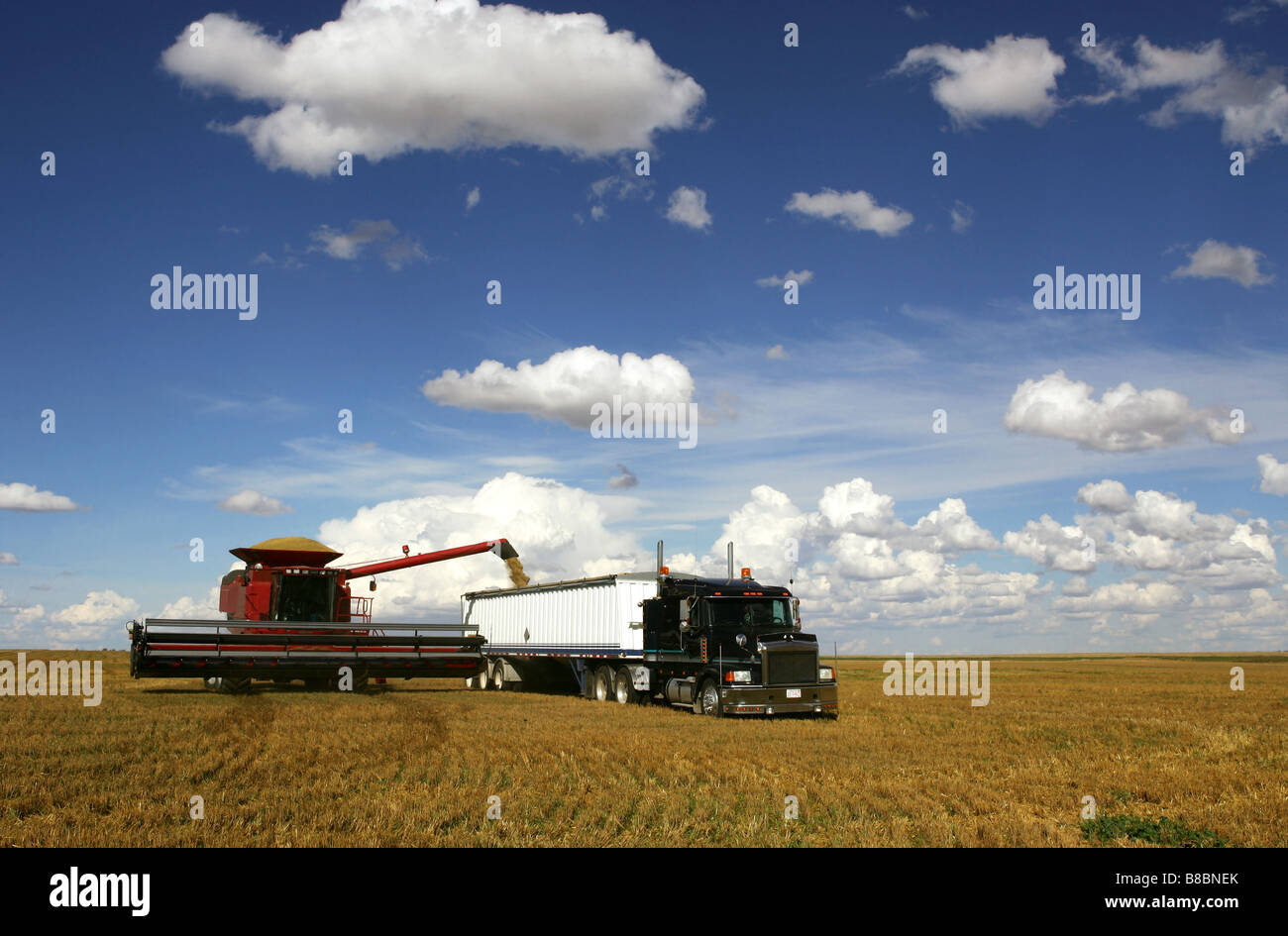 Grain harvesting, Beiseker, Alberta Stock Photo Alamy