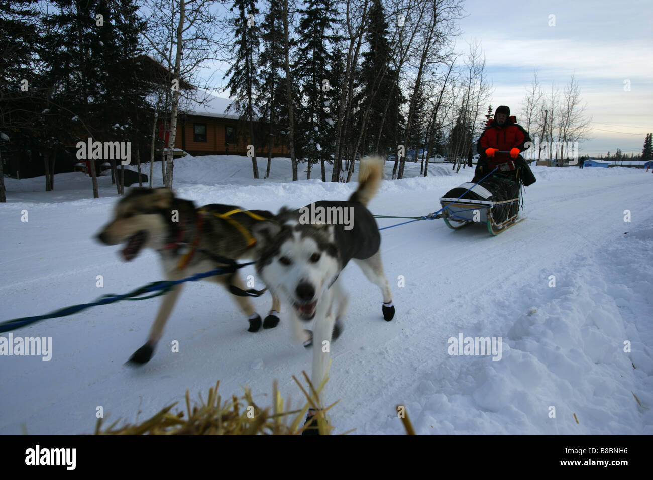 Dog Team coming into  Pelly Crossing Checkpoint, Yukon Stock Photo