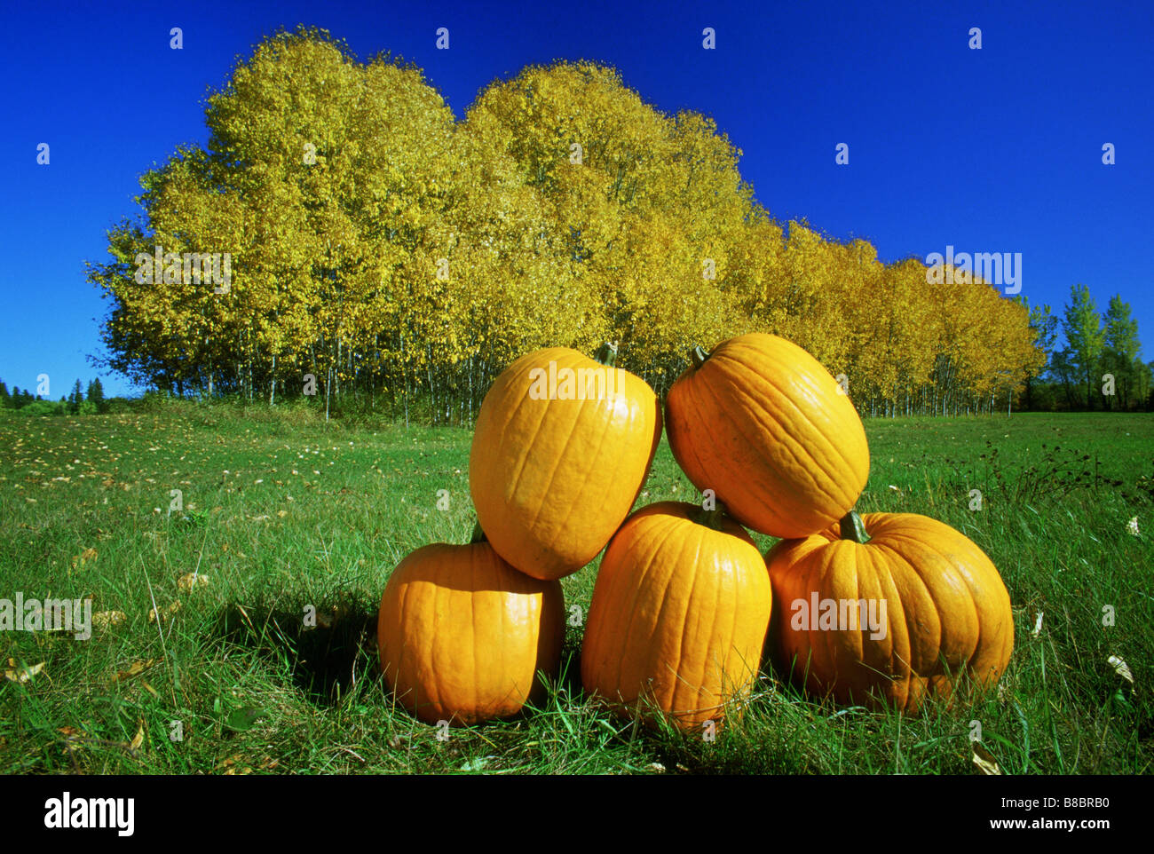 Oakbank manitoba hires stock photography and images Alamy