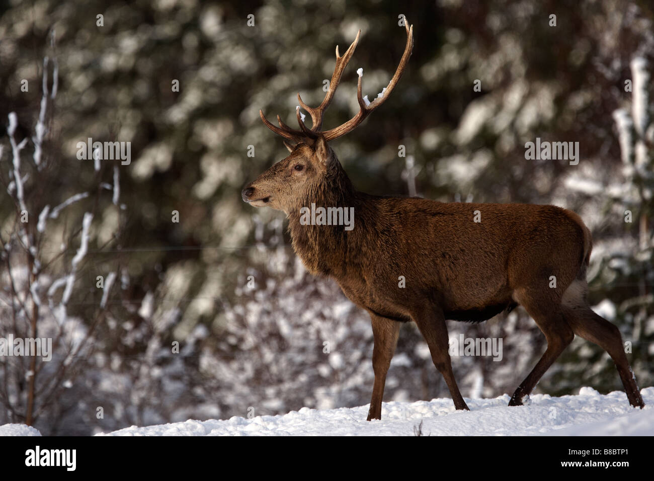A red stag deer in a snow scene Stock Photo