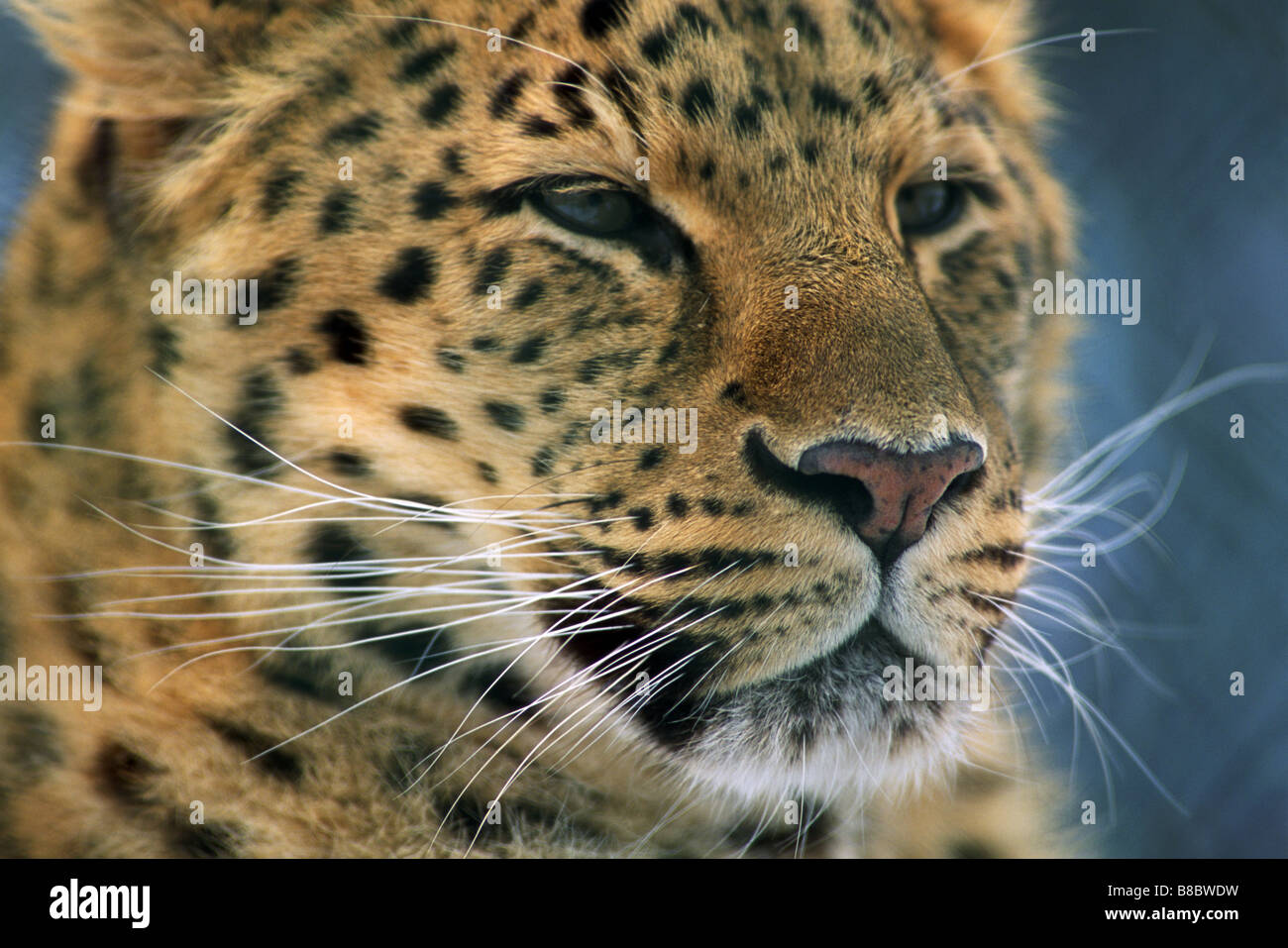 Amur Leopard (Panthera pardus), Captive Breeding Program Stock Photo