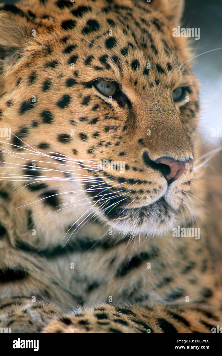 Amur Leopard (Panthera pardus), Captive Breeding Program Stock Photo