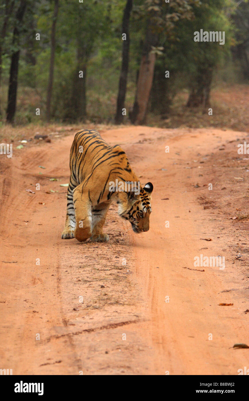 Bengal Tiger Panthera tigris walking on a dirt road and sniffing the ground Stock Photo