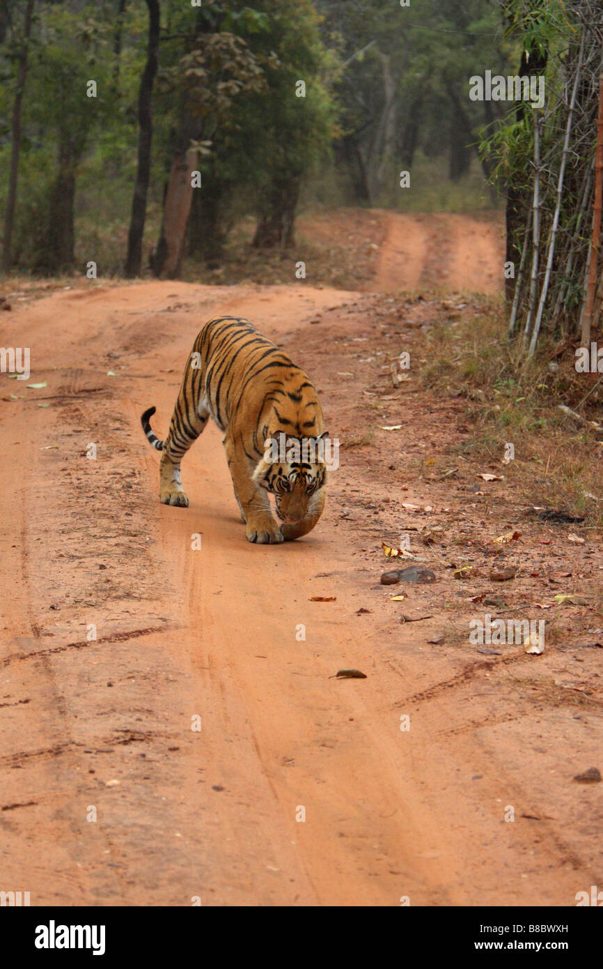 Bengal Tiger Panthera tigris walking on a dirt road and sniffing the ground Stock Photo