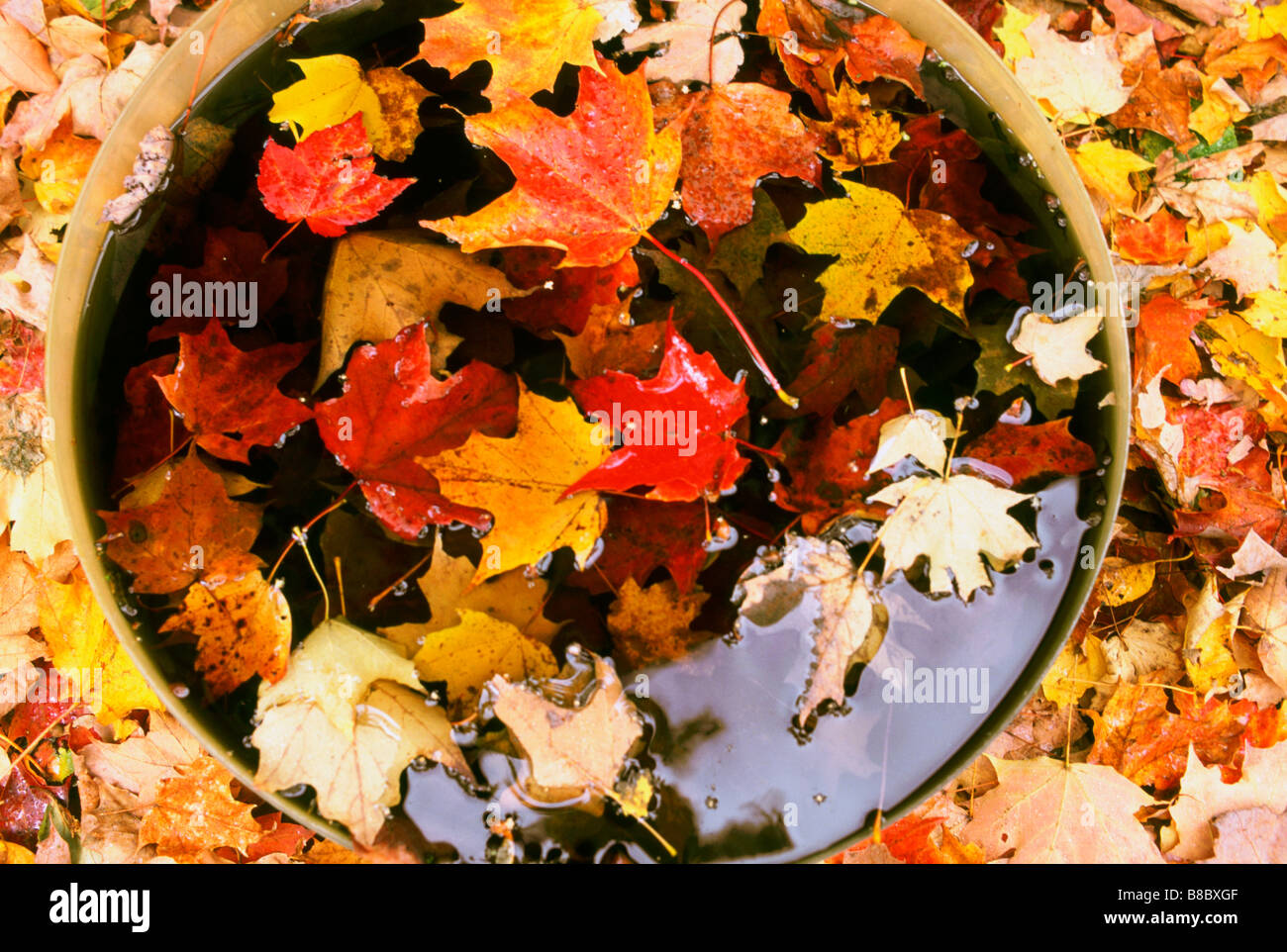 Close up maple leafs hi-res stock photography and images - Alamy