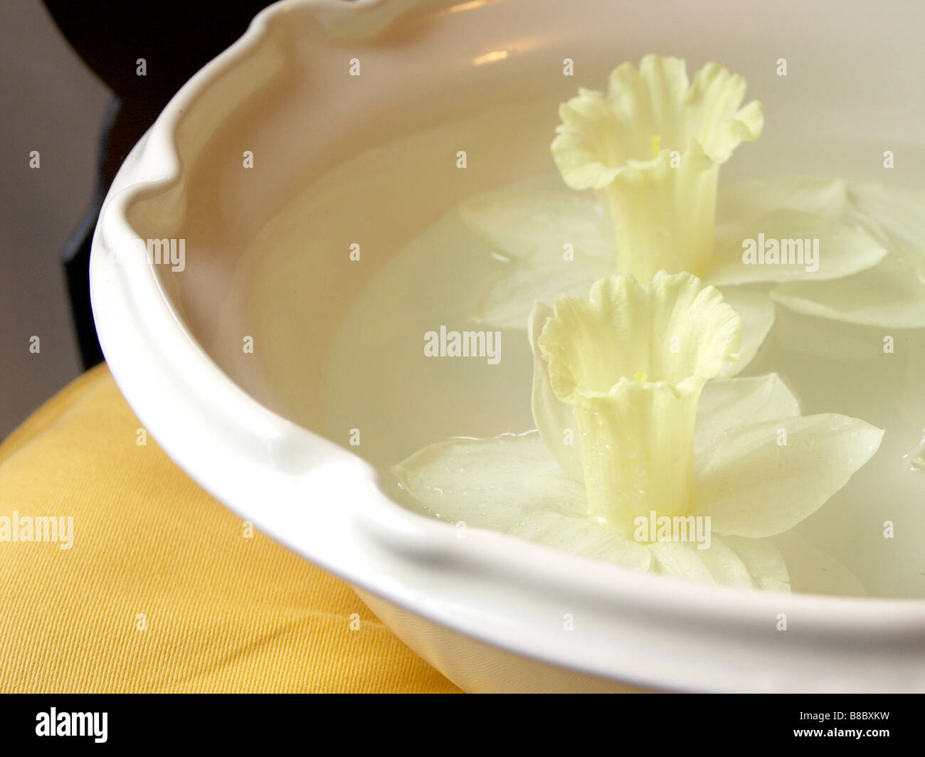 Daffodils Floating Water Stock Photo Alamy