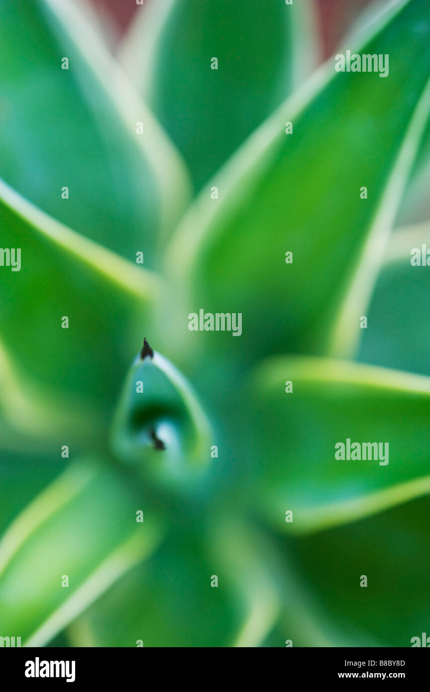 Agave desmettiana. Smooth Agave plant showing small terminal spines. Abstract Stock Photo