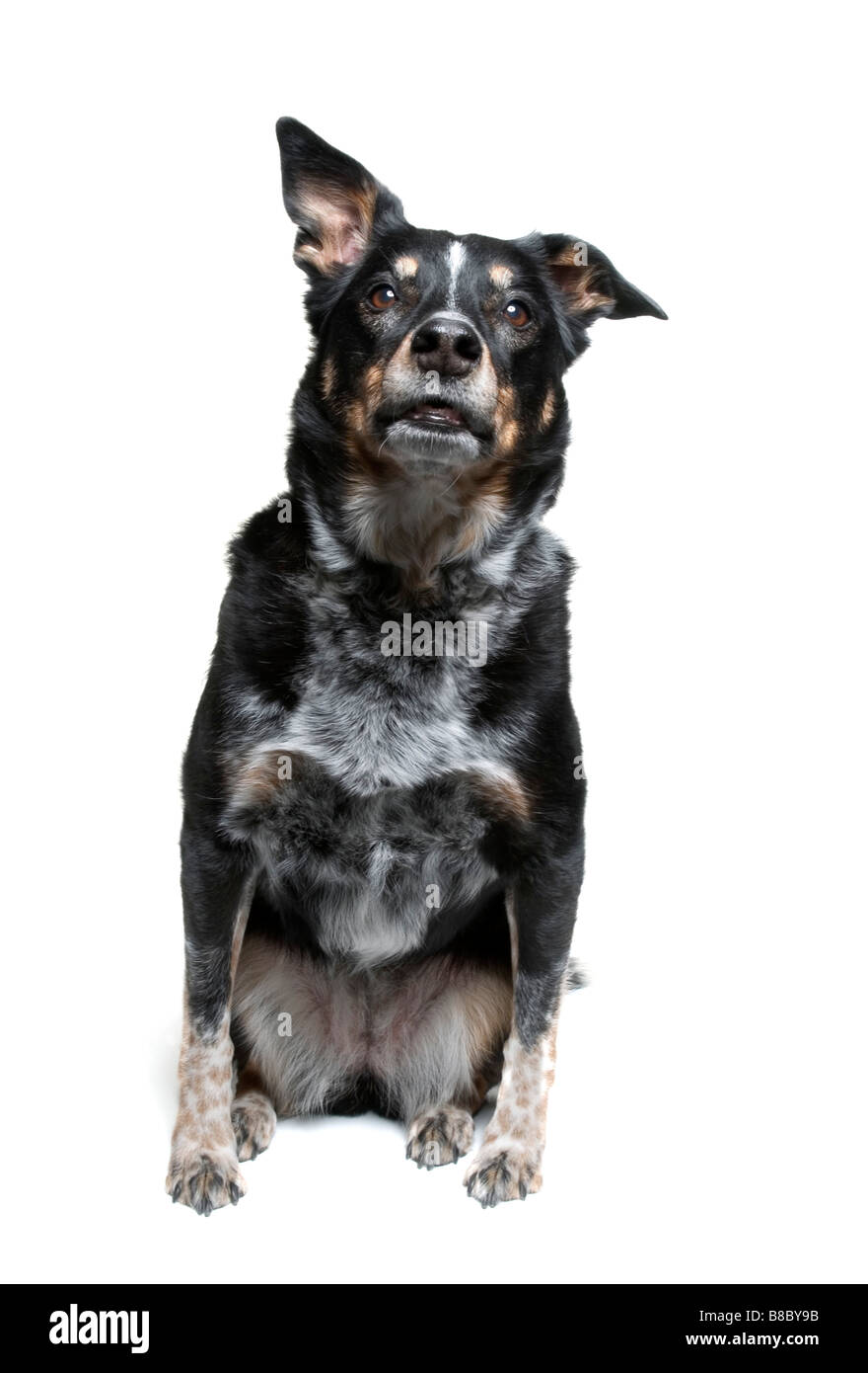German shepherd cattle dog mix hires stock photography and images Alamy