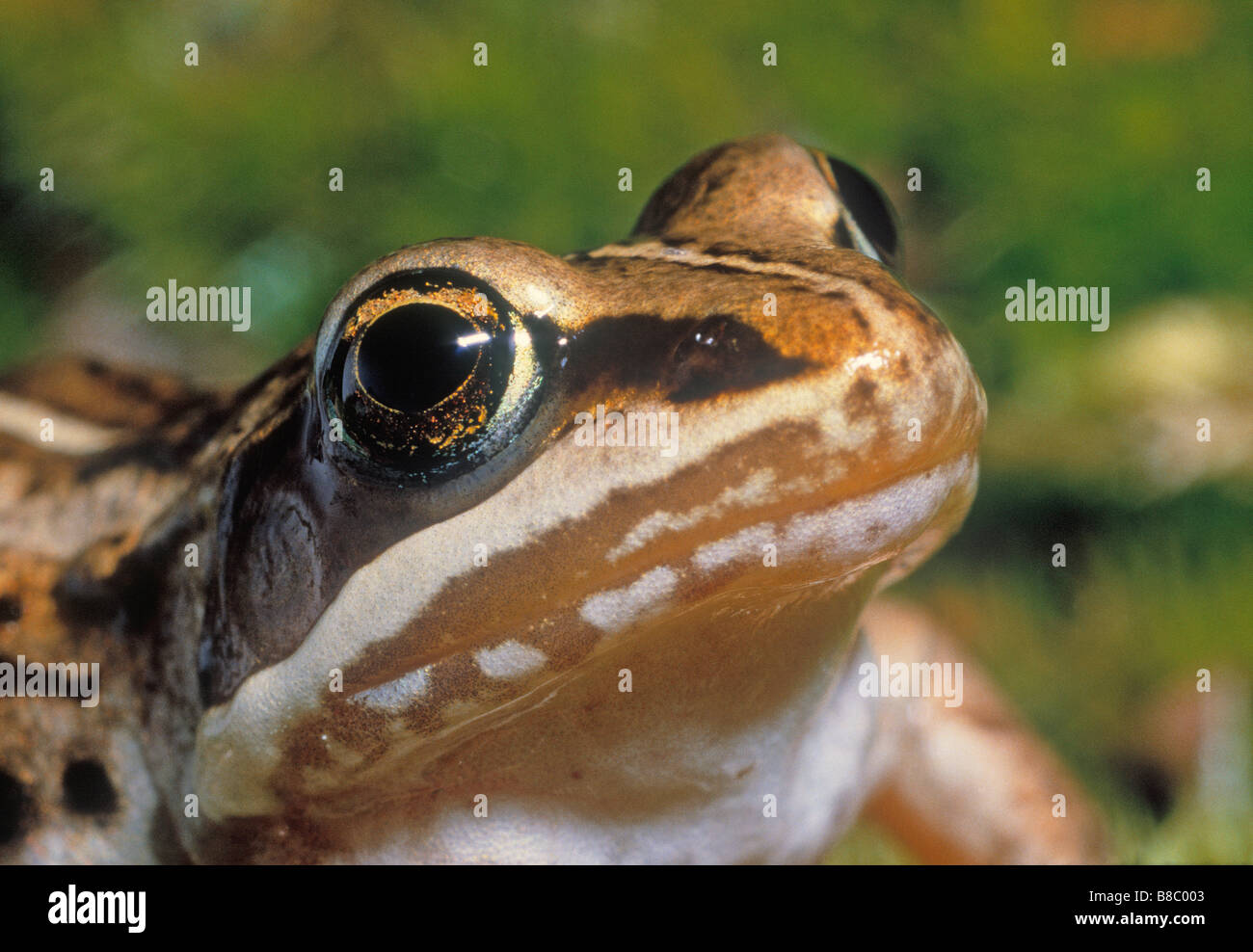 Country frog hires stock photography and images Alamy