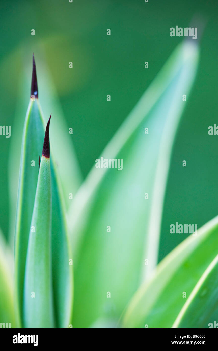 Agave desmettiana. Smooth Agave plant showing small terminal spines. Abstract Stock Photo