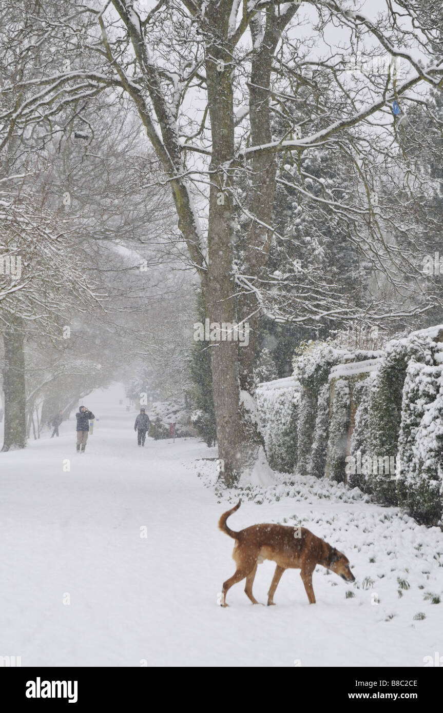 Lurcher dog hires stock photography and images Alamy