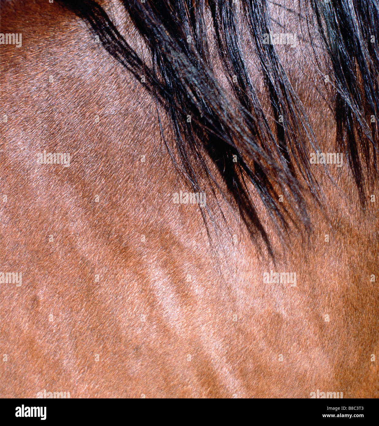 Close up Horse Mane Stock Photo Alamy