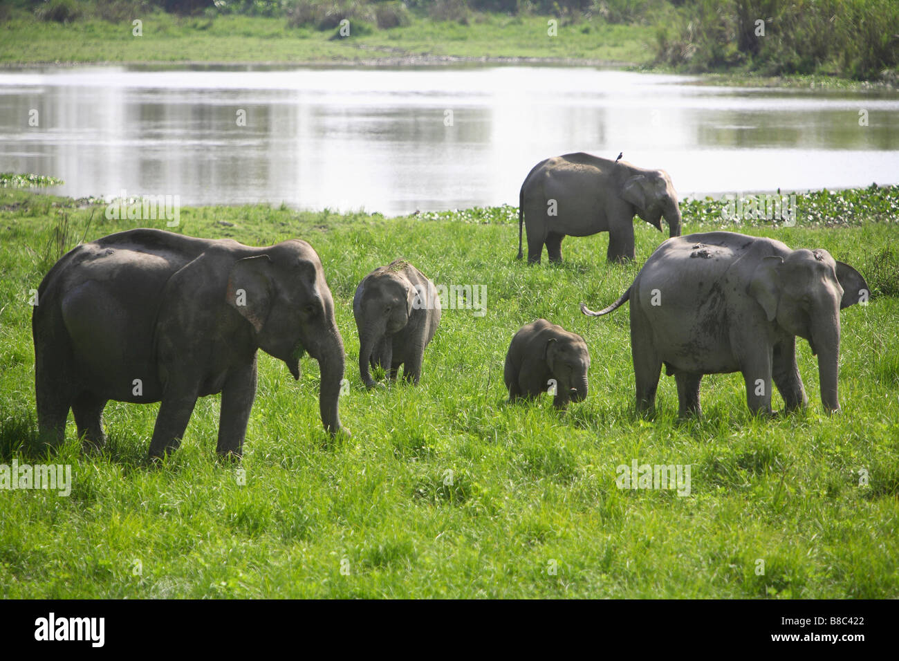 A herd of Wild Elephants (Elephas maximus) at Periyar National Park, Thekady, Kerala, India. Stock Photo