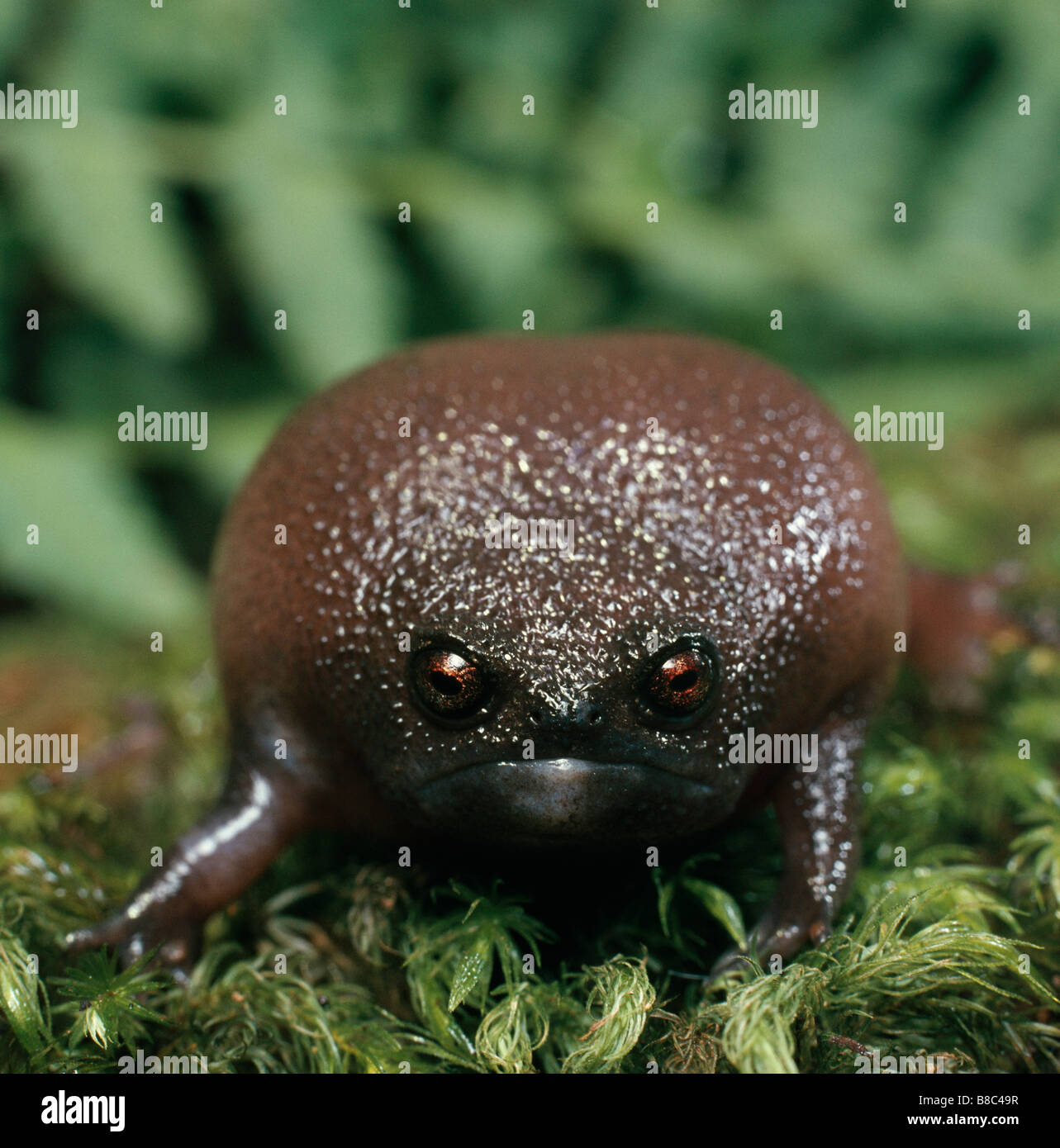 Rain Frog Stock Photo 22394451 Alamy