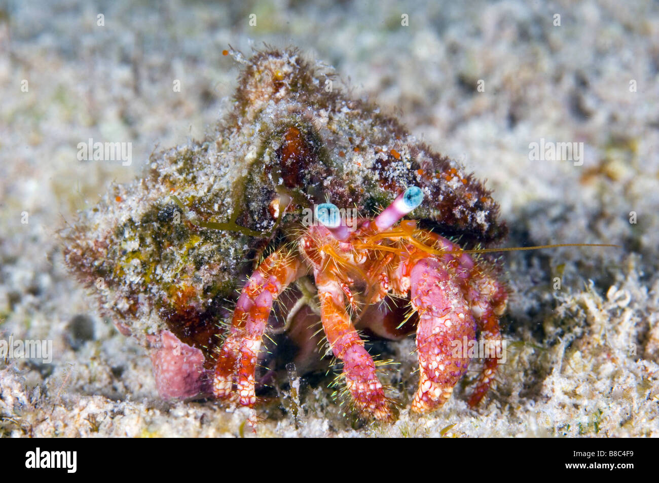 Hermit crab underwater caribbean hi-res stock photography and images ...