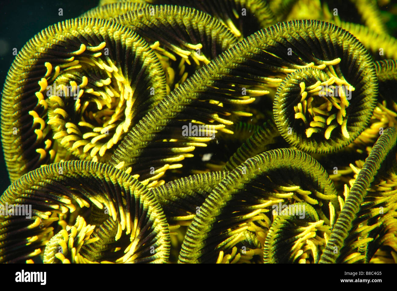 Feather star arms Stock Photo