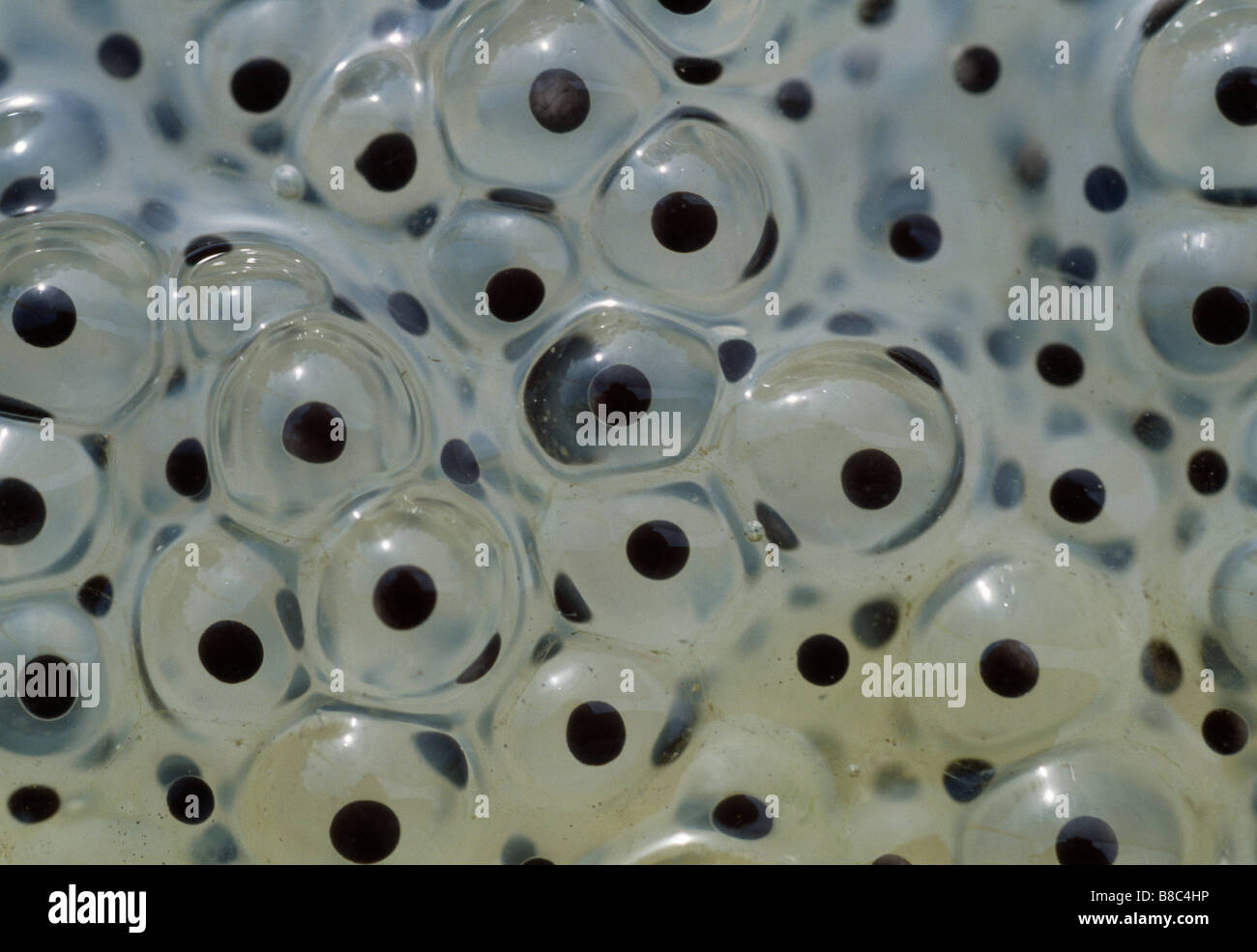 COMMON FROG spawn Stock Photo Alamy